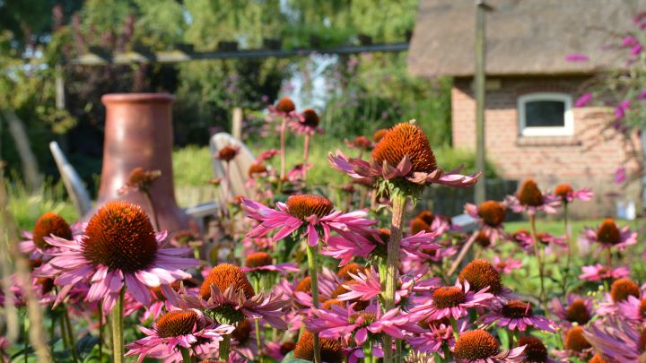 bloemen